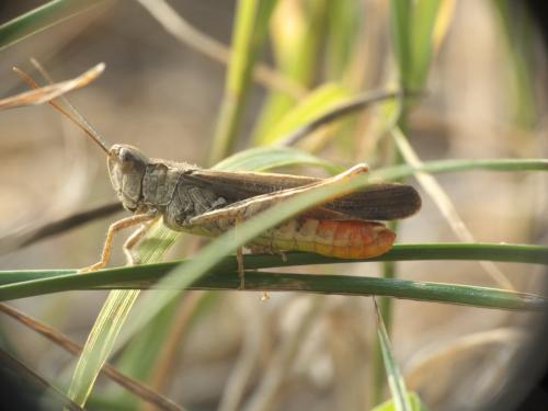 Chorthippus sp.
